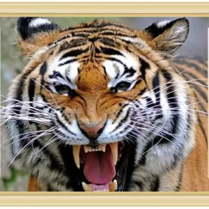 Yadav Stickers Animals Multicolor Wallpaper  (90 cm x 60 cm)